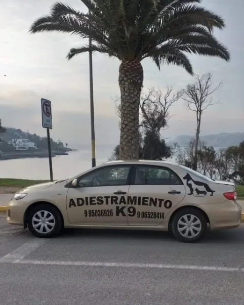 Auto de Adiestramiento K9, color champaña, con el logo y los teléfonos, estacionado junto a una palmera frente al mar