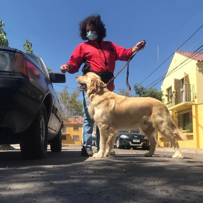 Golden retriever en clase de paseo con su dueña