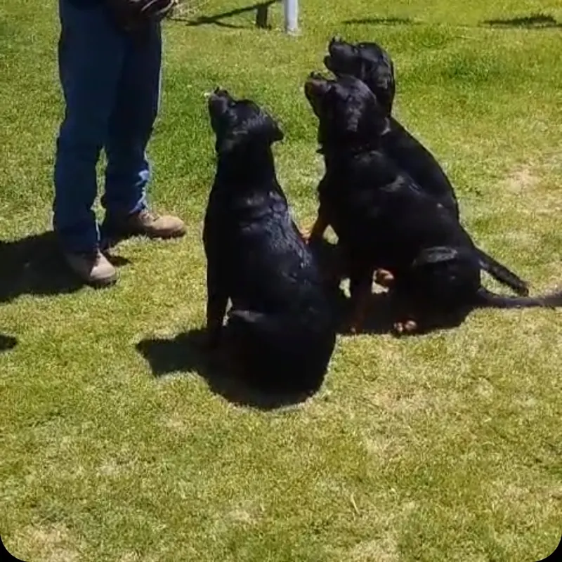 Dos rottweilers sentados atentos a su guía